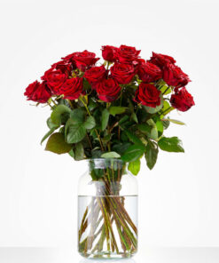 Pure liefde rode rozen